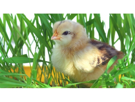 ESSENTION™ Ester Etílico de Ácido β-Apo-8'- carotenoico