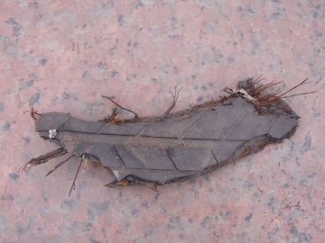 <span>Trituradora de dos ejes</span>