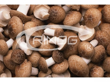 Sistema de cultivo de setas (shiitake)